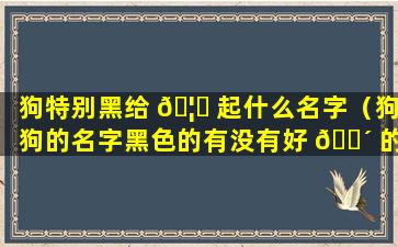 狗特别黑给 🦄 起什么名字（狗狗的名字黑色的有没有好 🌴 的名字）